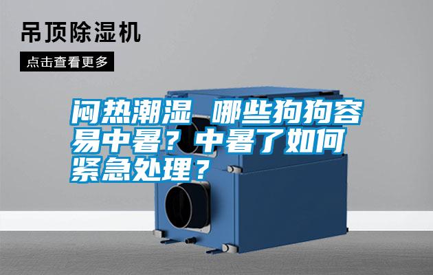 悶熱潮濕 哪些狗狗容易中暑？中暑了如何緊急處理？